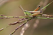 Männlicher Sumpfgrashüpfer (Chorthippus montanus)