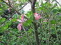 Cornus florida 'Rubra'