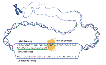 Schematische voorstelling van de transcriptie. Het enzym RNA-polymerase schuift langs de matrijsstreng. Deze dient als een sjabloon voor de polymerisatie van een complementair RNA-transcript.