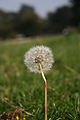 A Dandelion clock