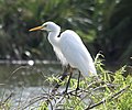 Pazifikmittelreiher (Ardea plumifera)