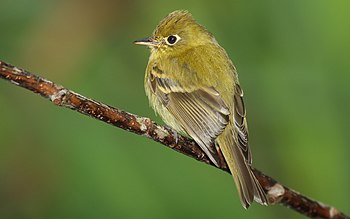 Yellowish Flycatcher