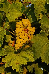 Verdicchio bianco