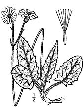 Muurhavikskruid (Hieracium murorum)