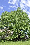 Tulpenbaum (Liriodendron tulpifera)