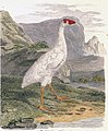 Lord-Howe-Purpurhuhn (Porphyrio albus) Illustration Sarah Stone, aus Journal of a Voyage to New South Wales, 1790