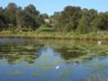 Moore Reserve Wetland, with Hurstville Grove in the background