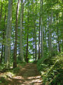 Waldweg bei der Grotte