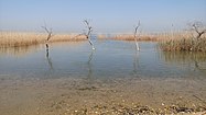 Vegetation of lake Pikrolimni