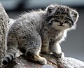 Pallaskatze (Otocolobus manul), Jungtier