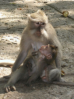 Közönséges makákó (Macaca fascicularis)