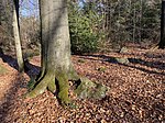 Quarzblockfeld Auf der Mark