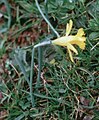 Narcissus pseudonarcissus subsp. minor