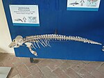Indo-pacific finless porpoise (skeleton)