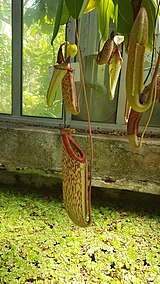 Nepenthes sanguinea