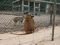 Guinea-Pavian Guinea Baboon