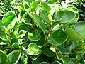 Peperomia obtusifolia variegata