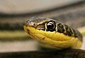 Psammophis sibilans