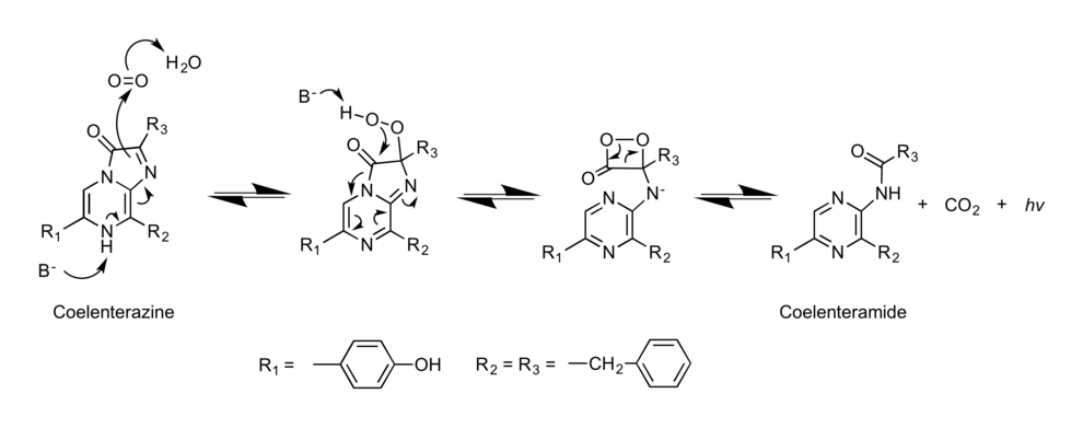 Mechanism of Renilla Luciferase and its conversion of coelenterazine to coelenteramide, CO2 and a photon of light