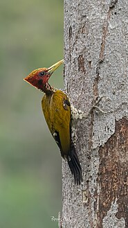 Chrysocolaptes erythrocephalus