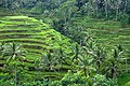 Ruộng bậc thang lúa tại Tegalalang, Gianyar