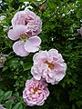 'Gerbe Rose' (Fauque 1904)