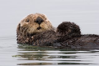 Otter