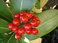 Skimmia japonica fruits