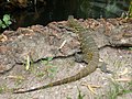 Nilwaran Nile monitor