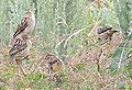 Juveniles in Debre Berhan, Ethiopia