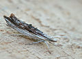 Ypsolopha scabrella