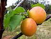 Prunus armeniaca (Apricot)[K]