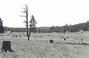 Barney Flat Historic Railroad Logging Landscape.