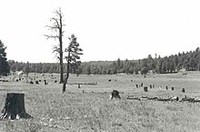 This isn't really a contest entry, but the Barney Flat Historic Railroad Logging Landscape is surely one of the most unusual sites in the NRHP!