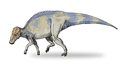 A Brachylophosaurus rekonstrukciója