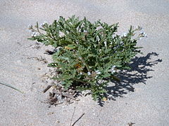 C. maritima ssp. integrifolia