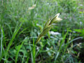 Een wilde palmzegge langs de Clarks River in Kentucky (Verenigde Staten)