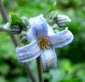 Clematis heracleifolia