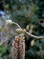 Corylus avellana 'Contorta' male & female catkins