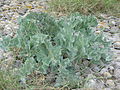 Crambe maritima