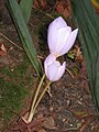 Crocus kotschyanus