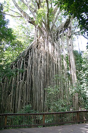 Vorhang-Würgefeige (Curtain Fig Tree)