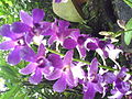 Dendrobium Bae Yong-joon