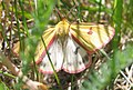 Rotrandbär (Diacrisia sannio), Männchen, die Hinterflügel zeigend