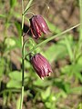 Fritillaria ruthenica in de Oblast Saratov (Rusland)