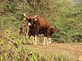 Gaur (Bos gaurus), Weibchen mit Jungtier