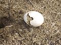 A hatched bird's egg at Narrabeen Lake