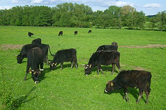 Heckrinder an der Aue der Zwester Ohm zwischen Ebsdorfund Hachborns, siehe Zwester Ohm#Heckrinder