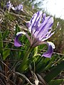 Zwerg-Schwertlilie (Iris pumila)