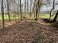 Die Landwehr bei Wersau ist heute noch von typischem Gebück-Gehölz umgeben